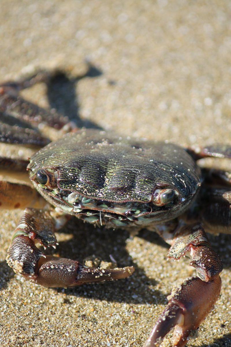 800x1200 Download Wallpaper 800x1200 Crab, Sand, Claws Iphone 4s 4 For Parallax HD Background