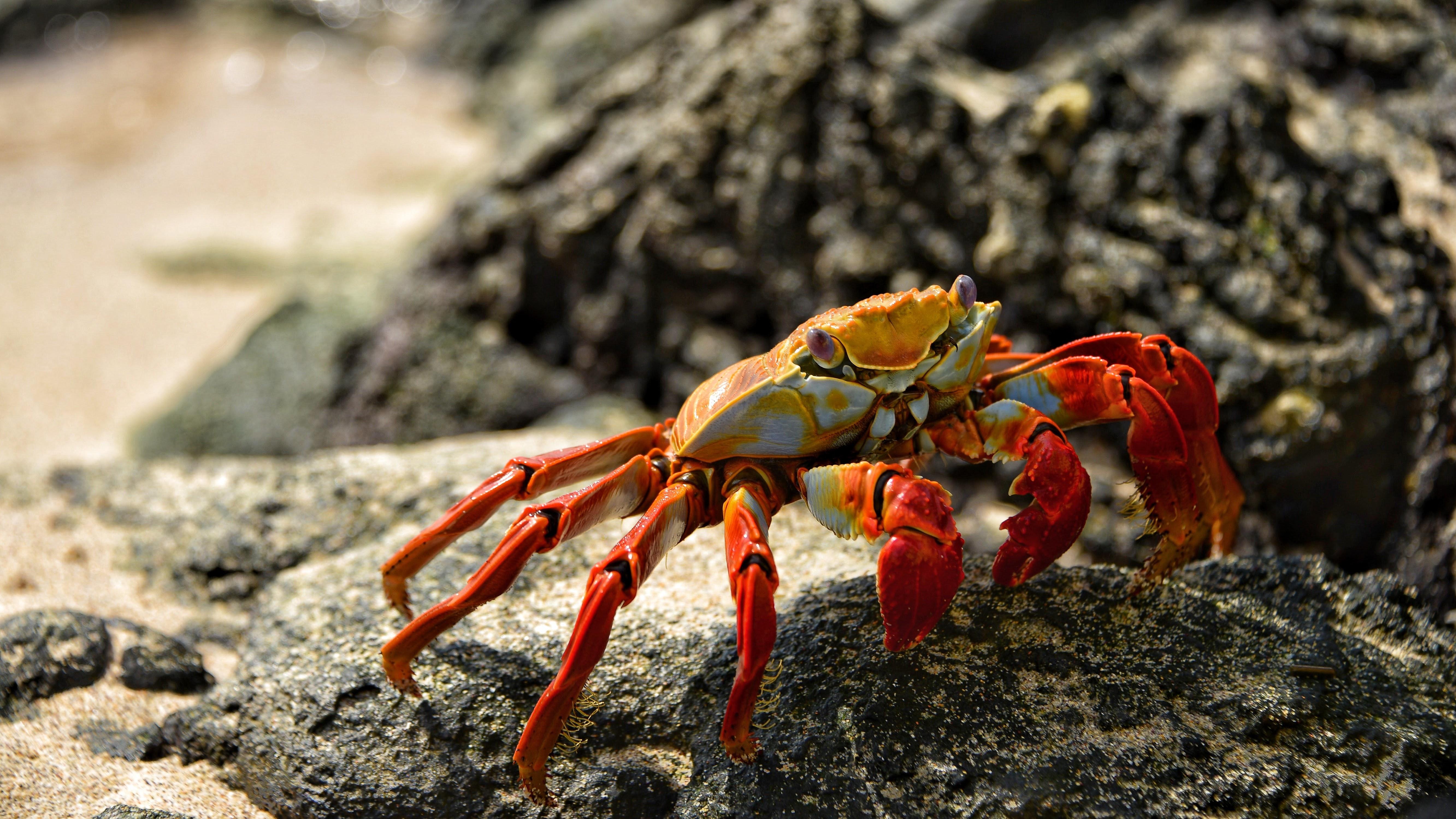 Crab Desktop Wallpapers - Top Free Crab Desktop Backgrounds ...