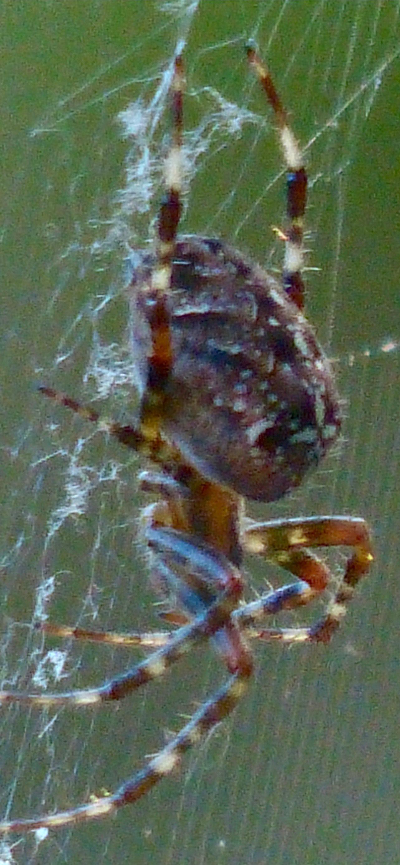 1284x2778 crab spiders iPhone Wallpaper Free Download