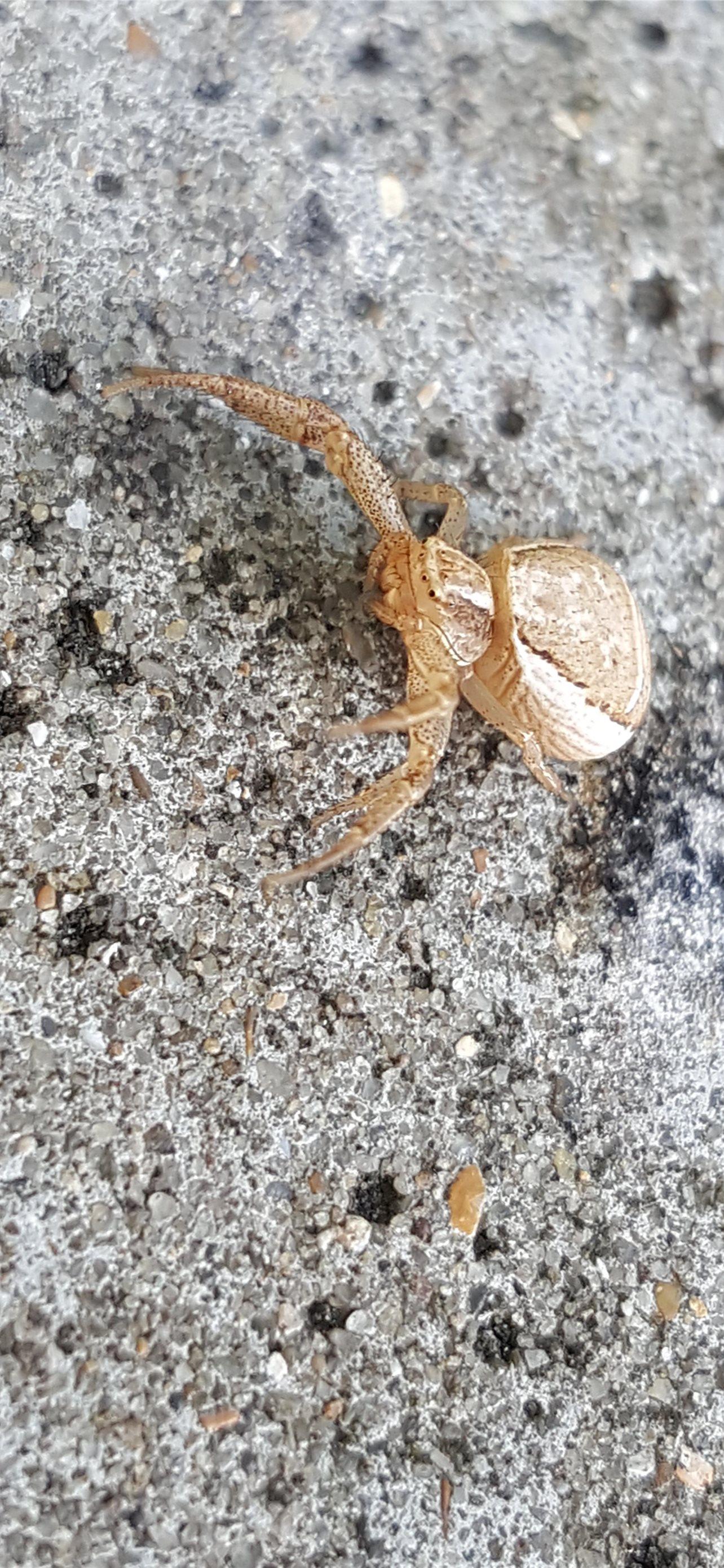 1284x2778 Best Crab spiders iPhone HD Wallpaper