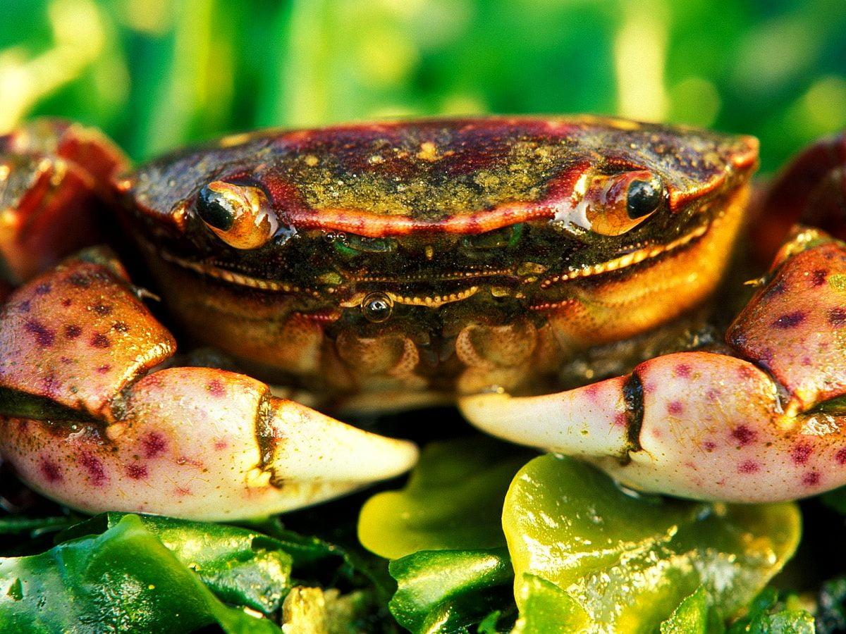 1200x900 Freshwater crab wallpaper HD. Download Free background