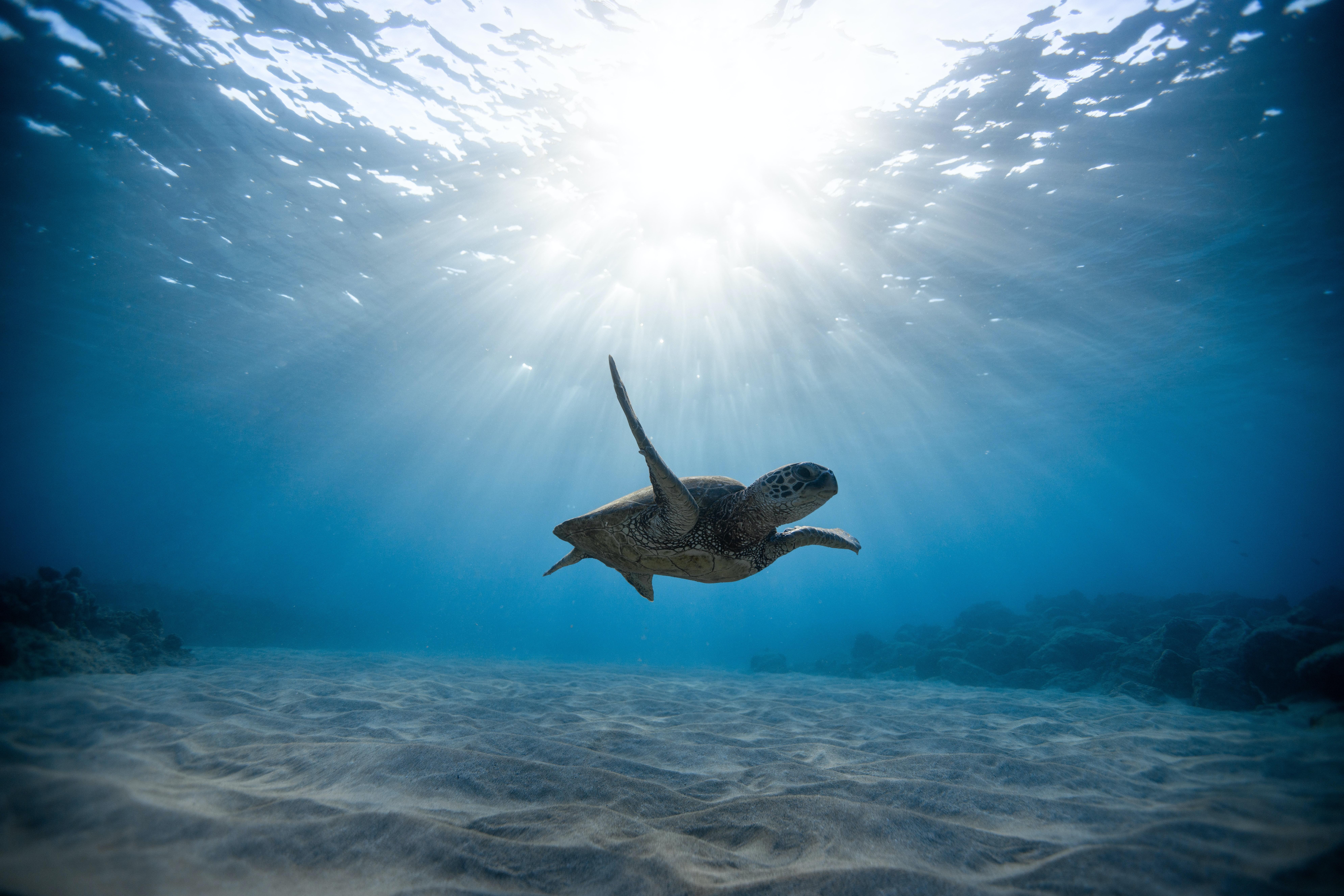7952x5304 Underwater Photo, Download Free Underwater & HD Image
