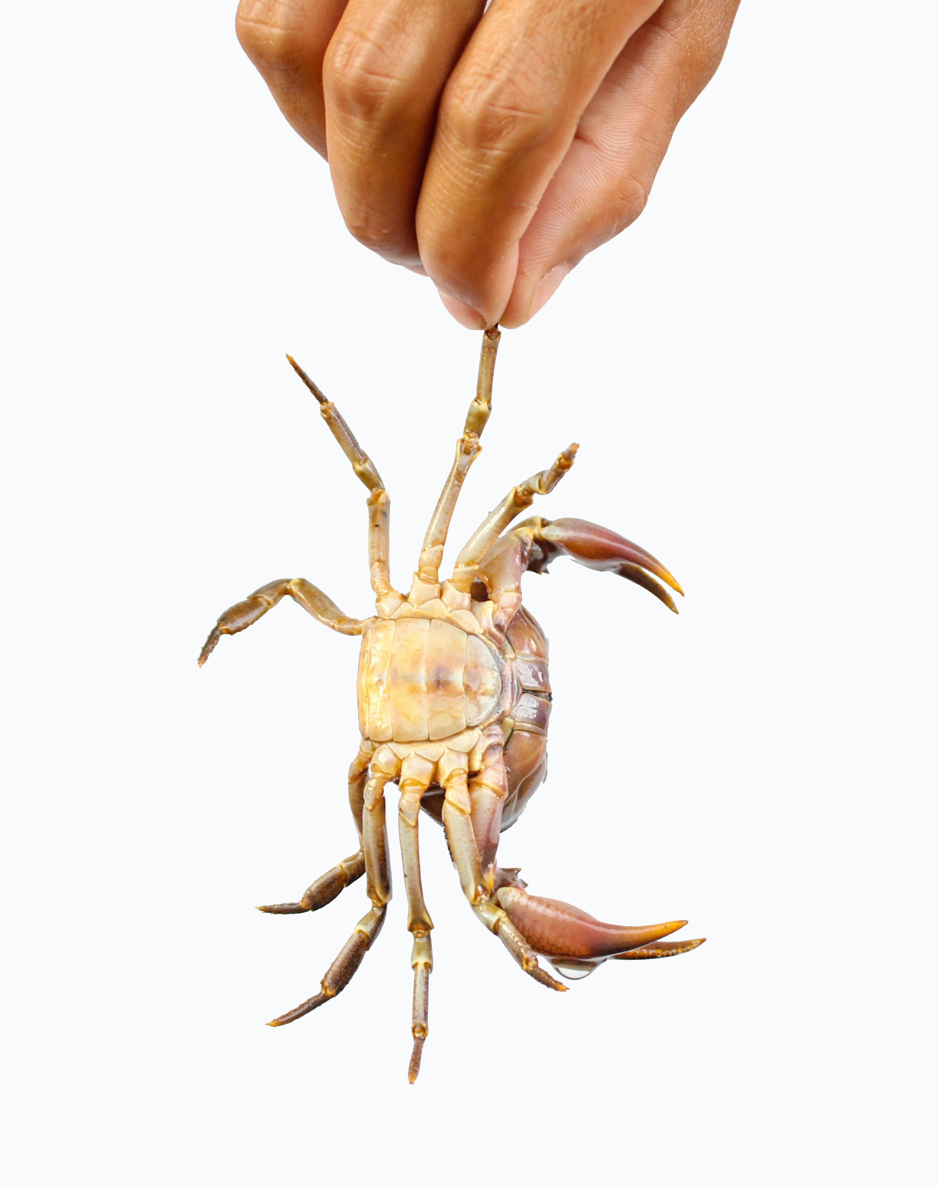 3000x3800 Red Crab · Free