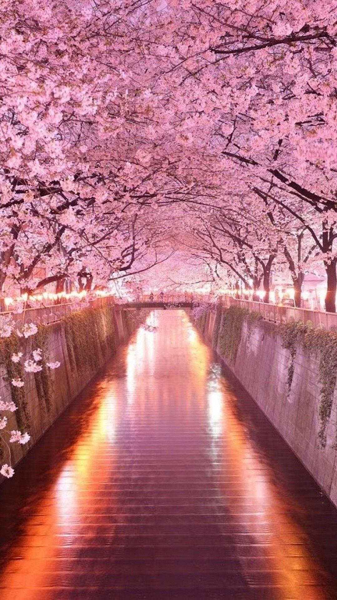 Anime Cherry Blossom iPhone Wallpapers - Top Free Anime Cherry Blossom ...