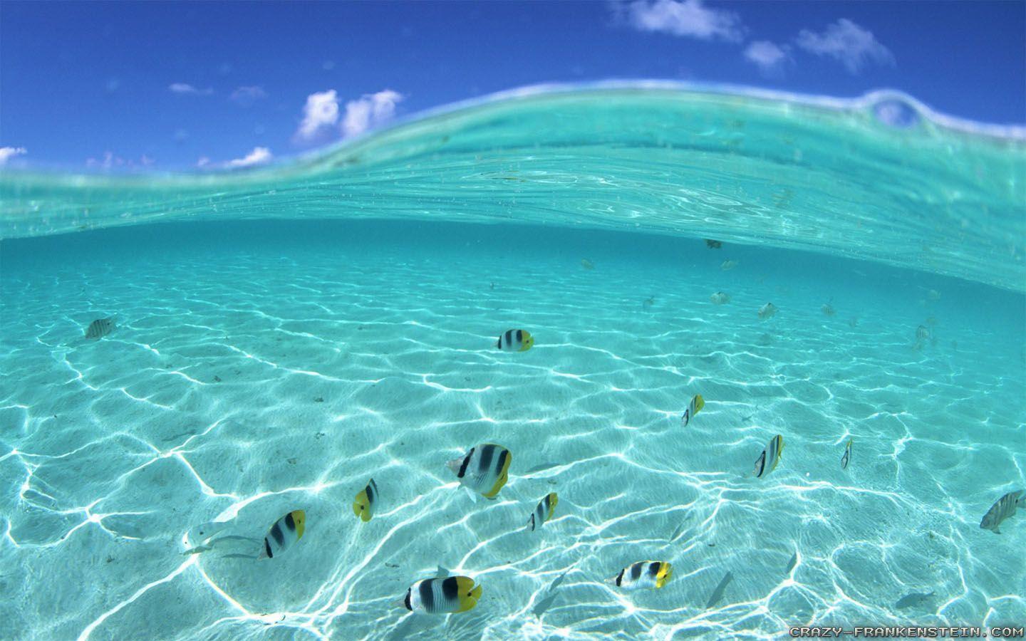 1440x900 Underwater Ocean Wallpaper