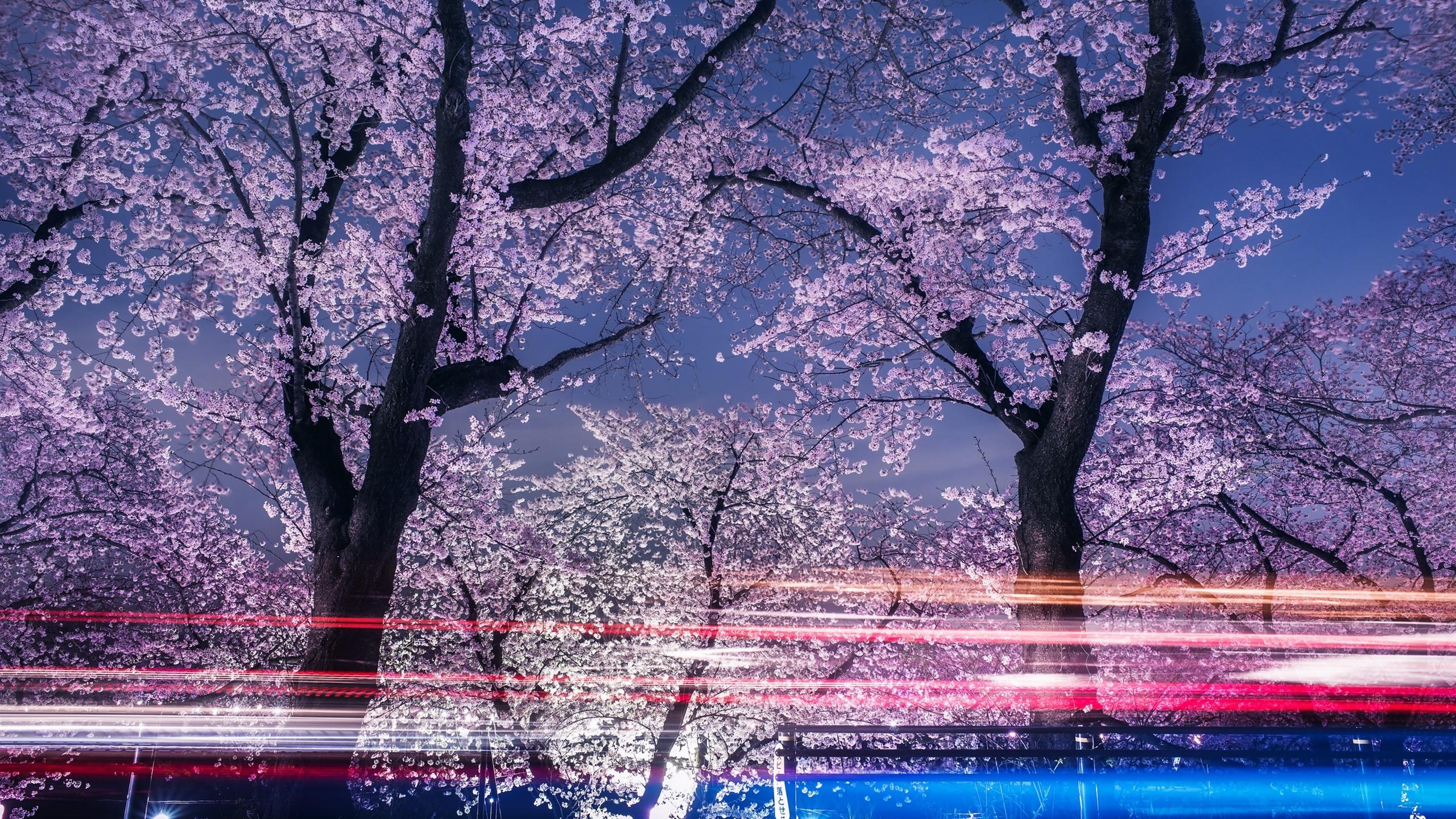 2560x1440 Wallpaper Spring, sakura blossoms, trees, night, light lines 2560x1600 Picture, Image
