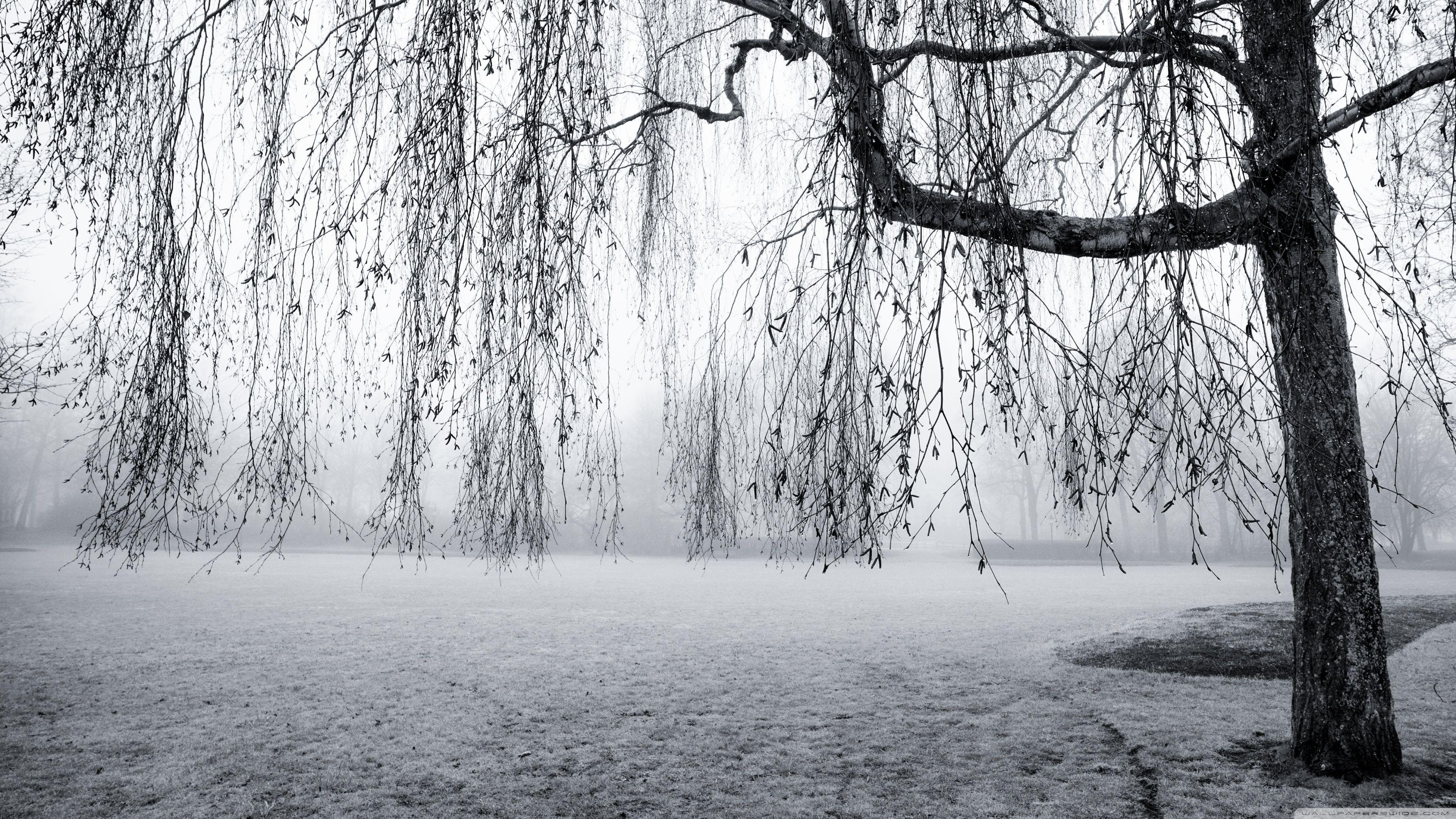 3554x1999 Black and White Desktop Wallpaper