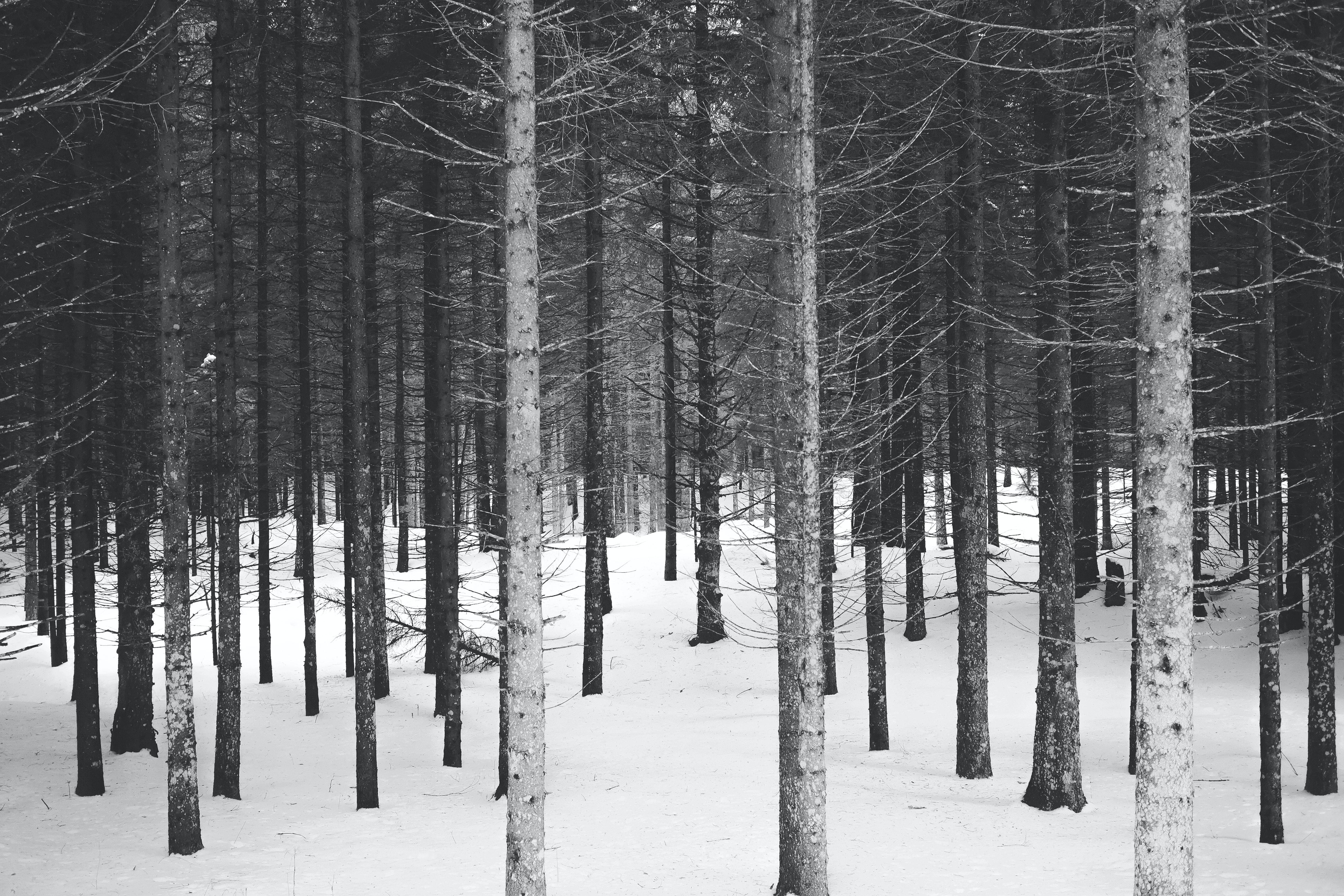 4896x3264 Winter wallpaper pack for iPhone, iPad, and desktop