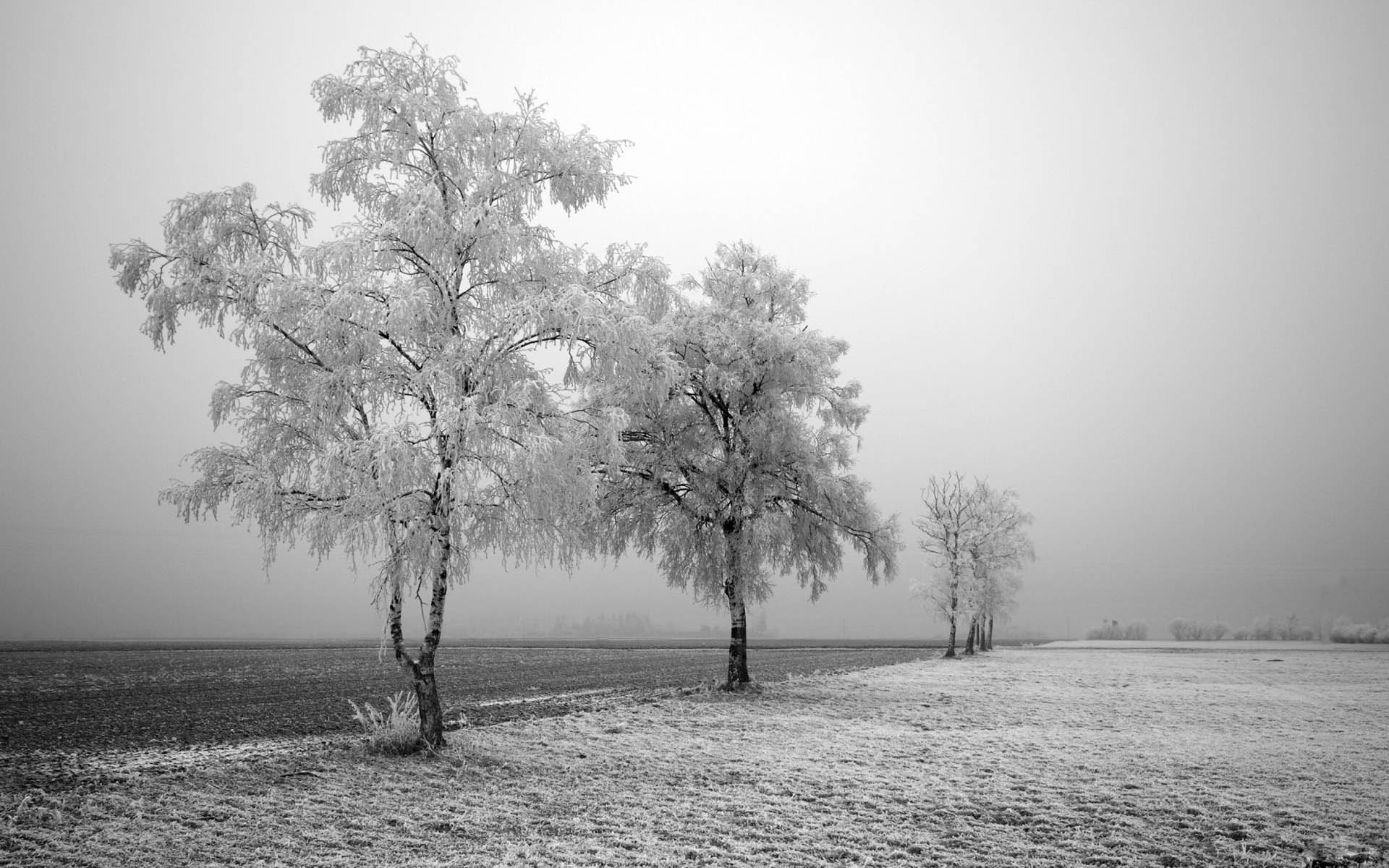 1920x1200 Stunning Winter Wallpaper