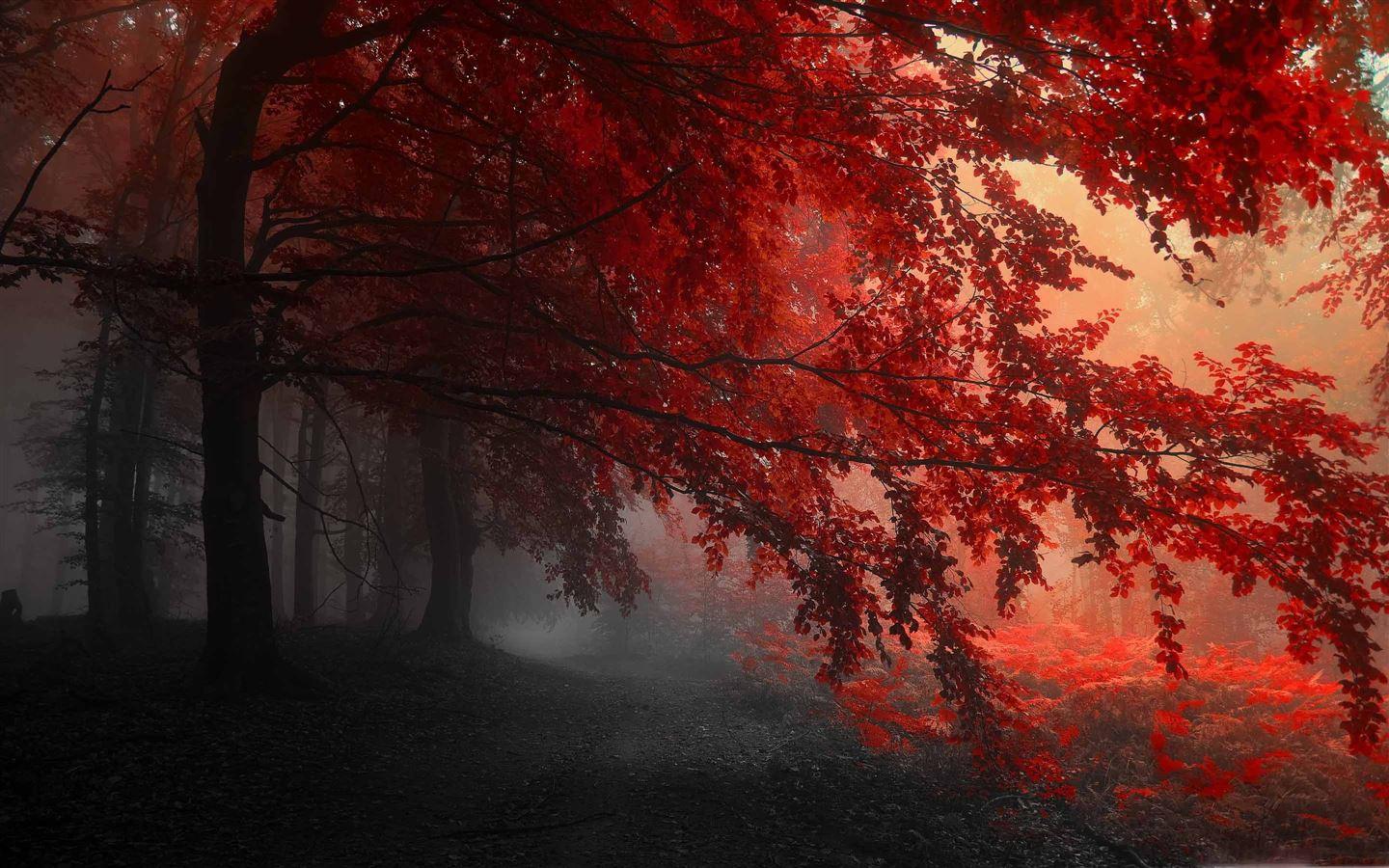 1440x900 Fairy Forest MacBook Air Wallpaper Download