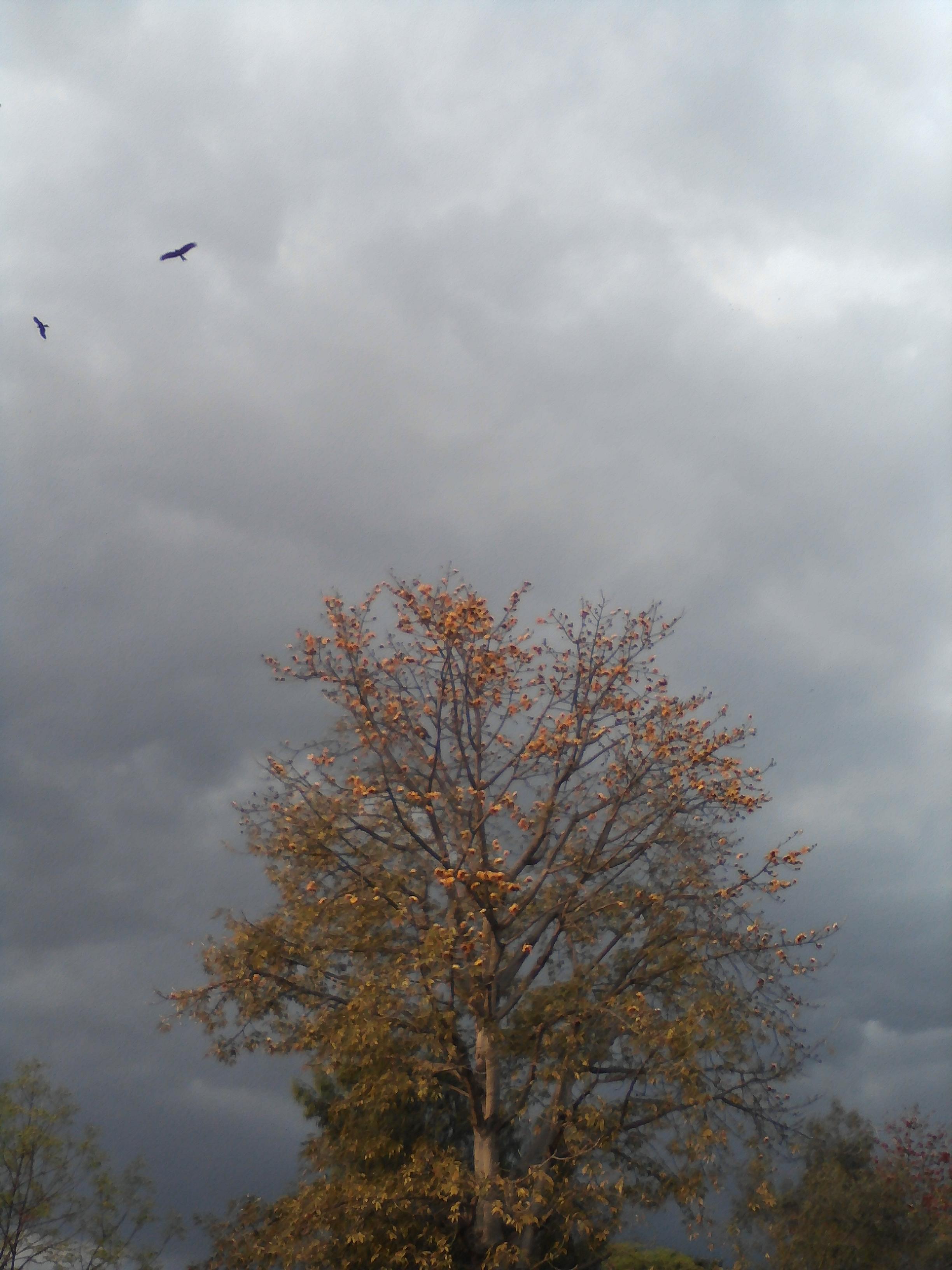2448x3264 TREE IN A CLOUDY WEATHER AND BIRDS BEFORE