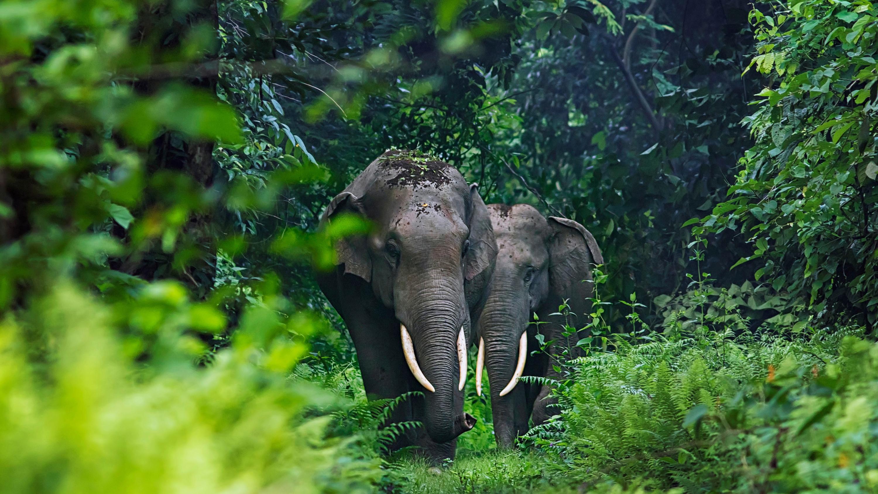 3000x1688 Asian elephants in West Bengal, India