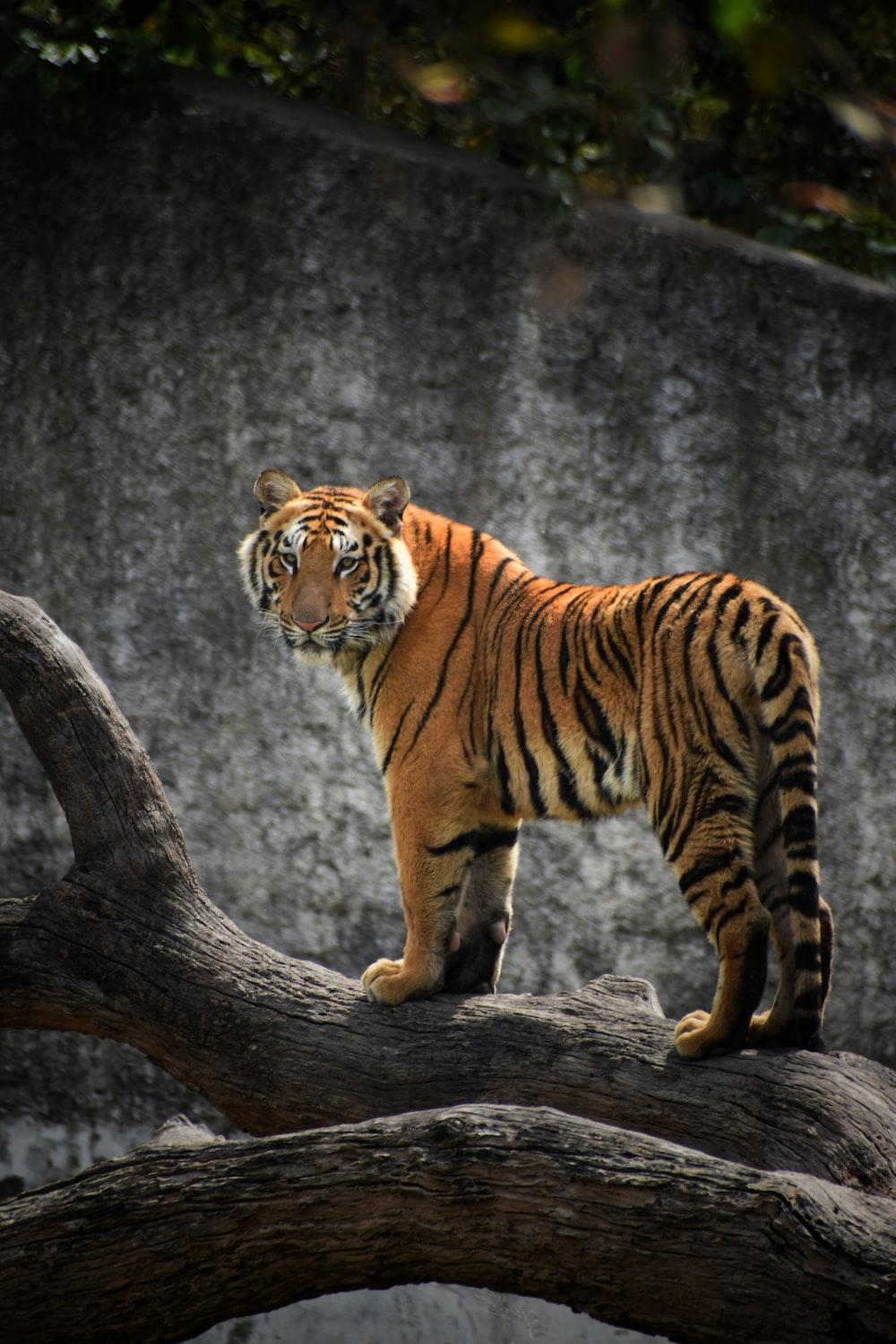 1000x1500 Royal Bengal Tiger Picture. Download Free Image