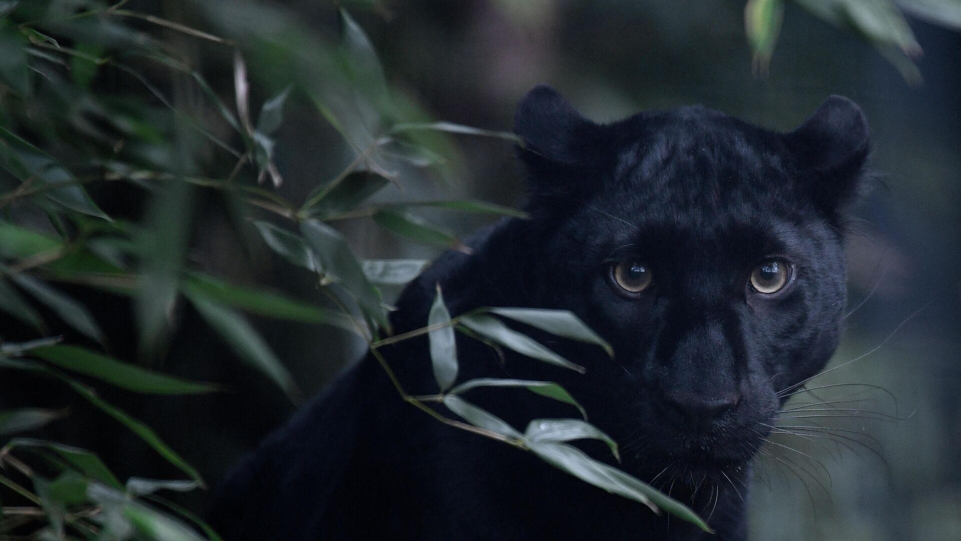 1920x1080 Rare Black Panther Spotted in Tiger Reserve In India's West Bengal.11. Sputnik International
