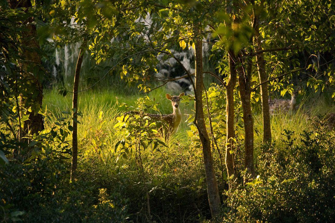 1100x731 Spotted Deer, Sundarbans, Bangladesh. National parks, Landscape photography nature, Mangrove forest