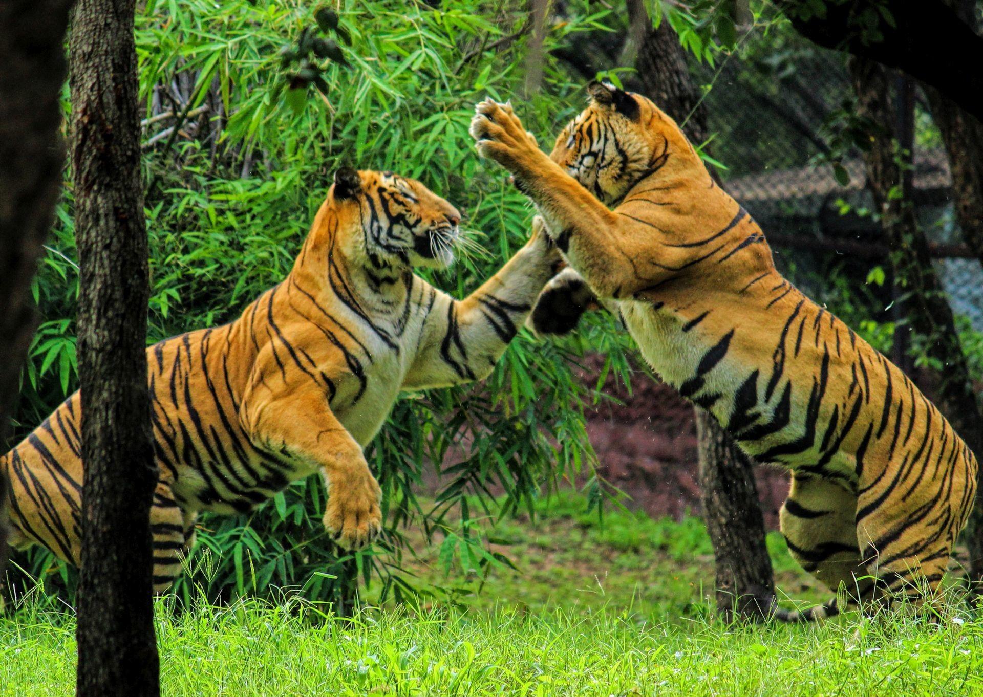 1920x1362 Royal Bengal Tiger Wallpaper