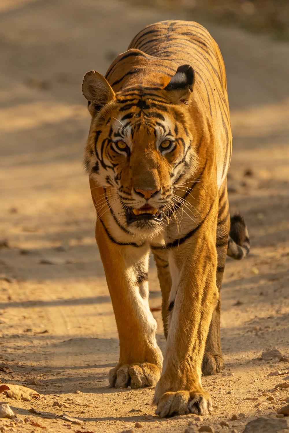 1000x1500 Bengal Tiger Picture [HD]. Download Free Image