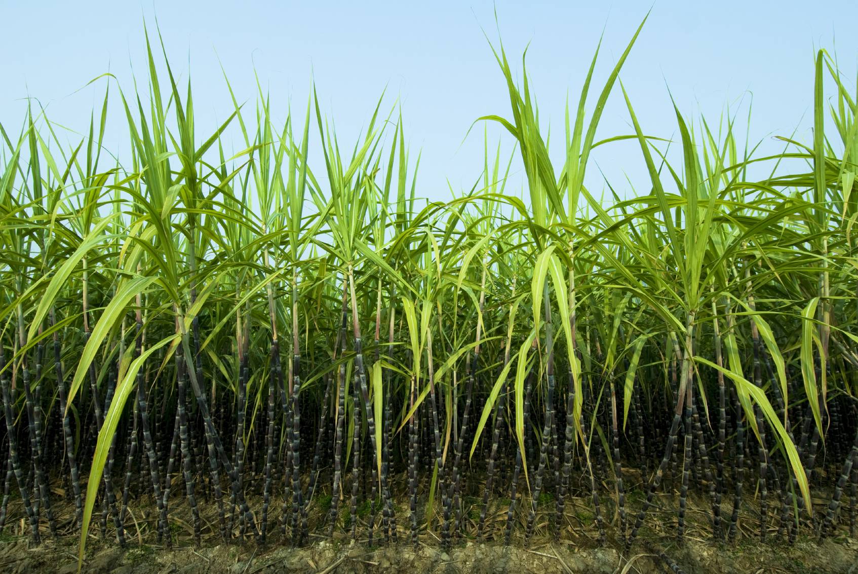 1694x1133 Sugarcane Wallpaper