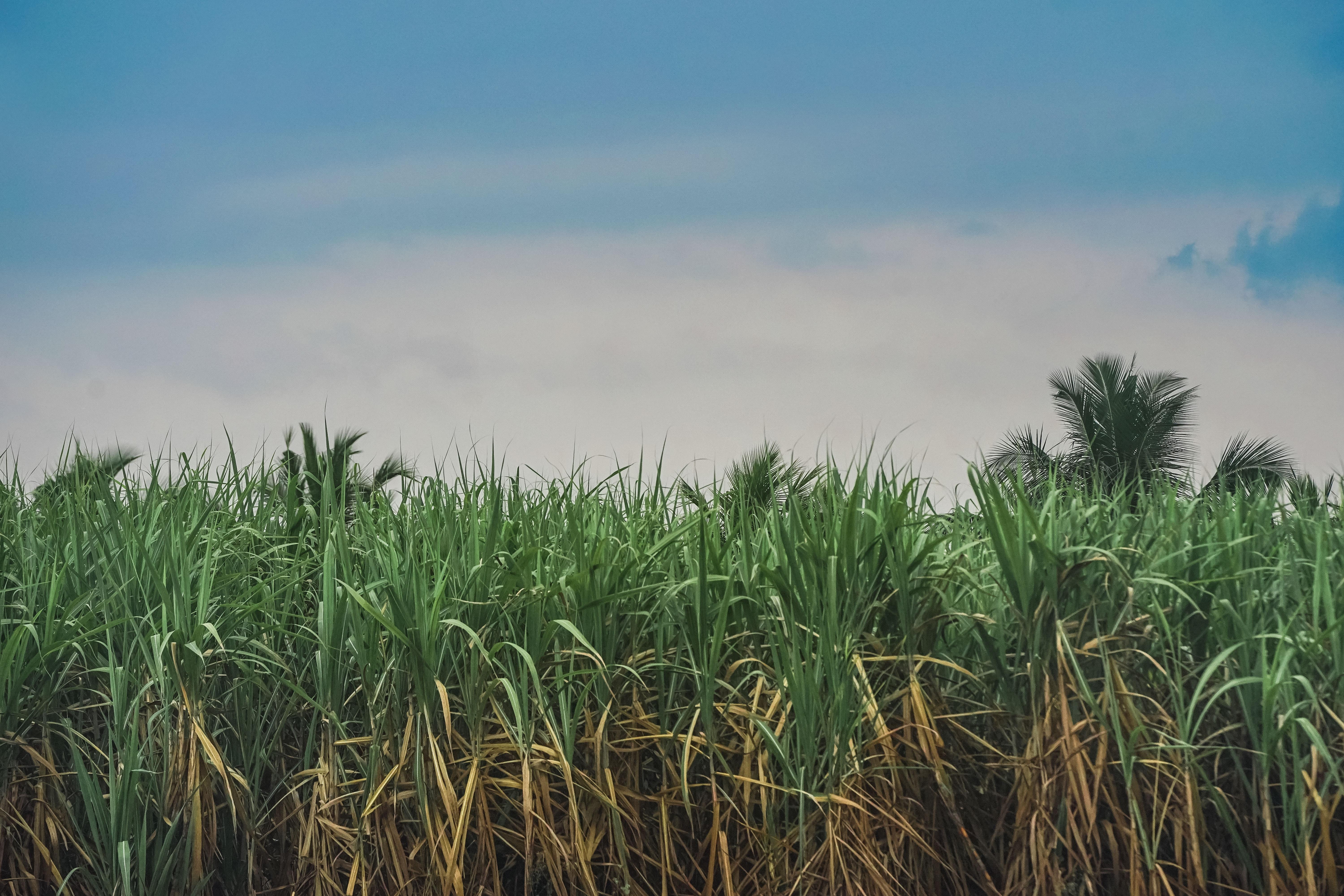 6000x4000 Sugar Cane Photo, Download Free Sugar Cane & HD Image