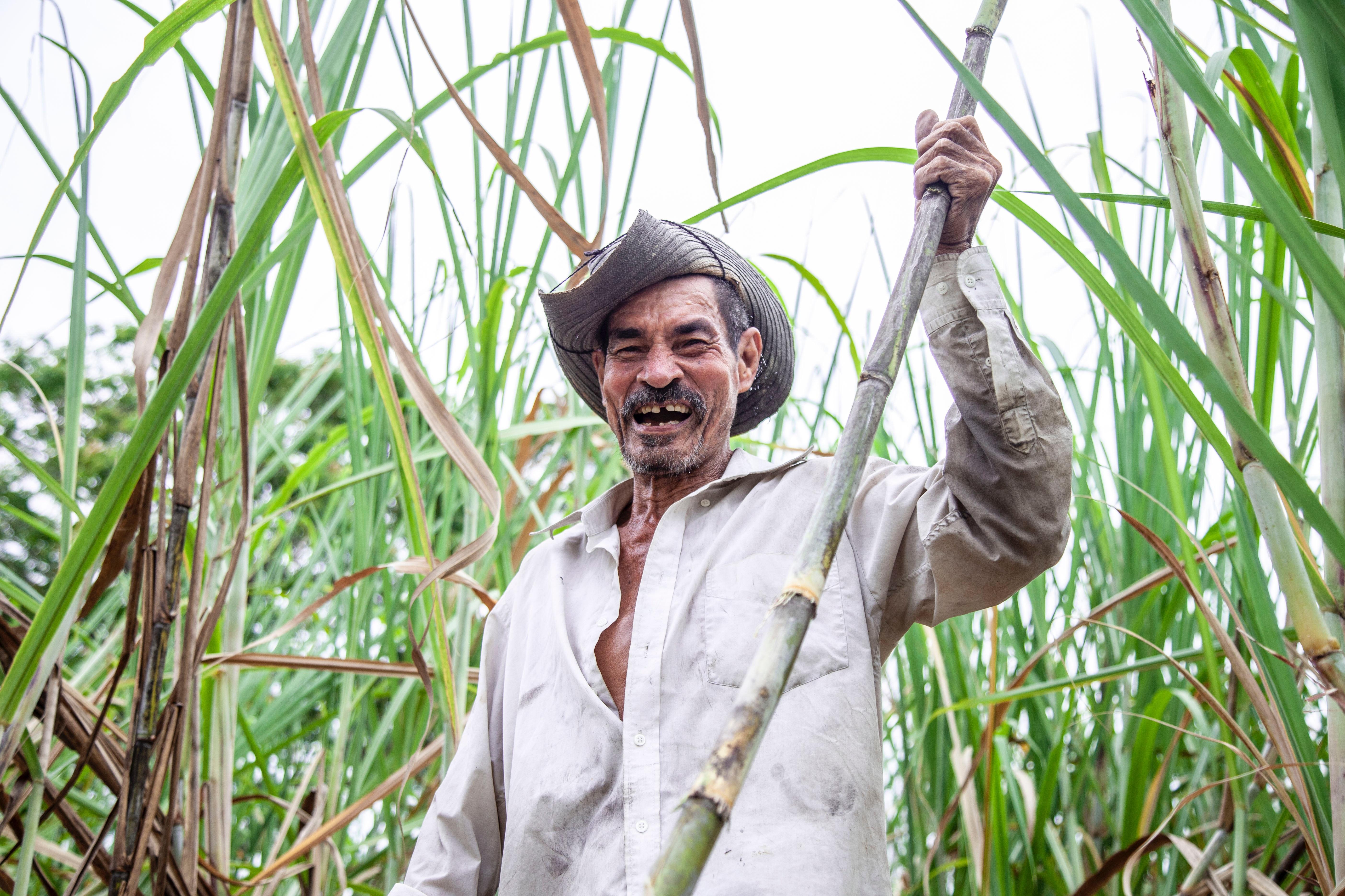 5616x3744 Sugar Cane Photo, Download Free Sugar Cane & HD Image