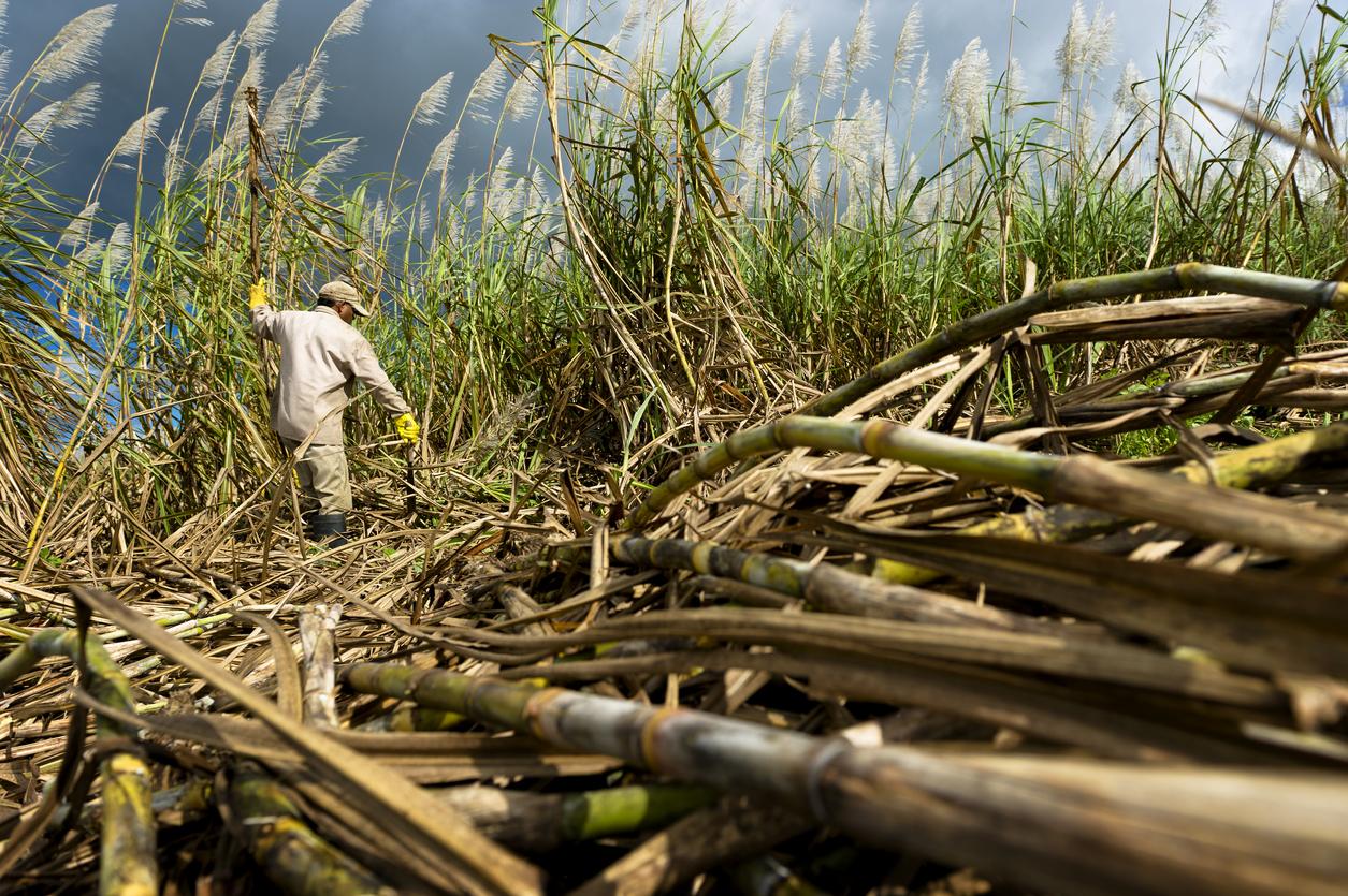 1255x835 U.S. Sugar Market a Beacon of Hope for Farmers in Developing Countries Sugar Alliance