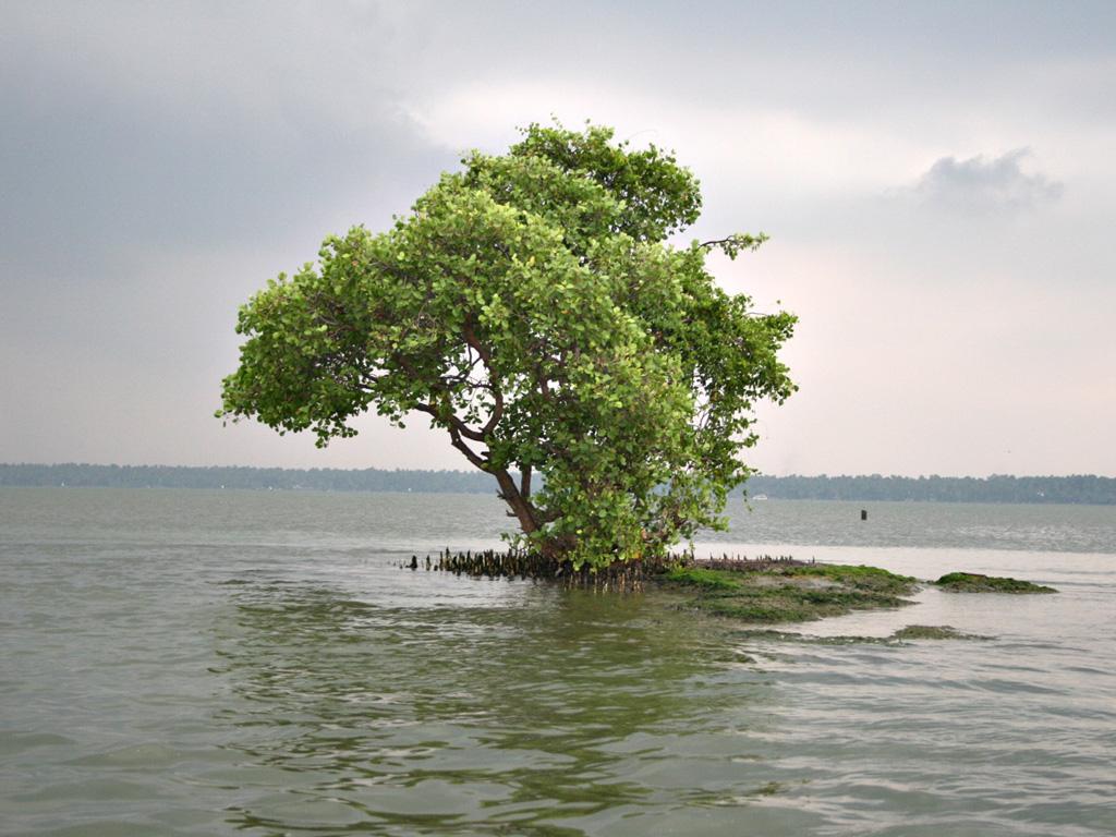 1024x768 Free download An island near neendakaraChavara [1024x768] for your Desktop, Mobile & Tablet. Explore Kerala Wallpaper. Kerala Wallpaper for Desktop, Kerala HD Wallpaper