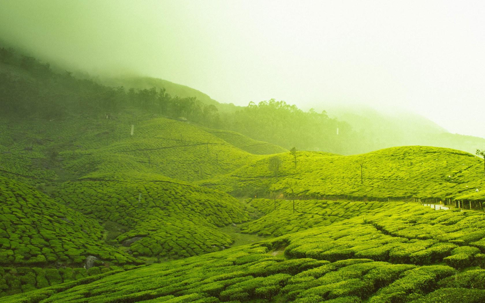 1680x1050 Wallpaper Kerala, India, Asia, Munnar, Tea Plantation • Wallpaper For You