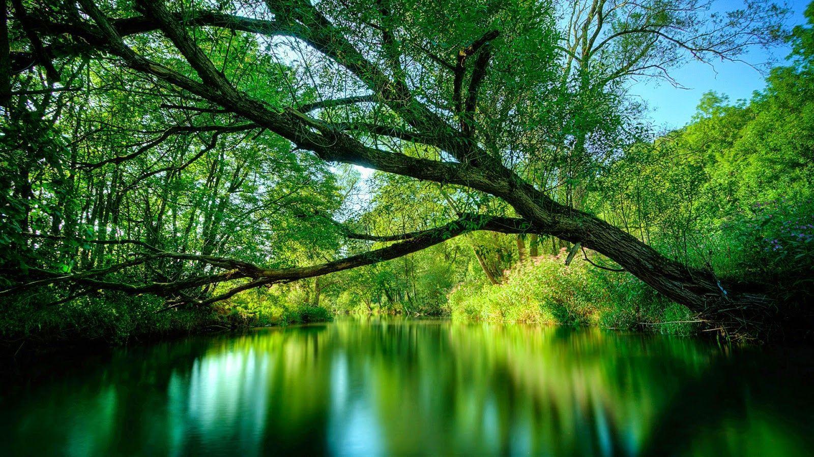 1600x900 Kerala Nature Desktop Wallpaper