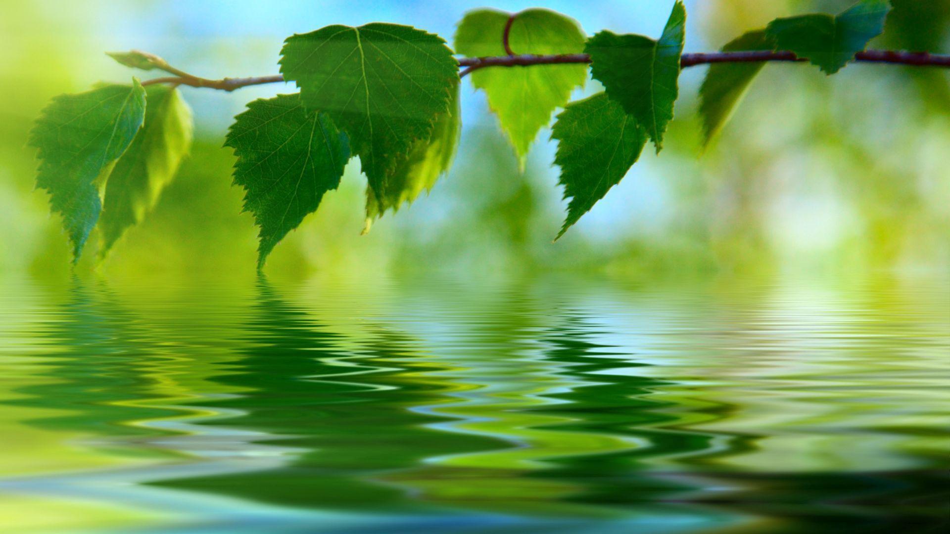 1920x1080 Kerala Nature Wallpaper