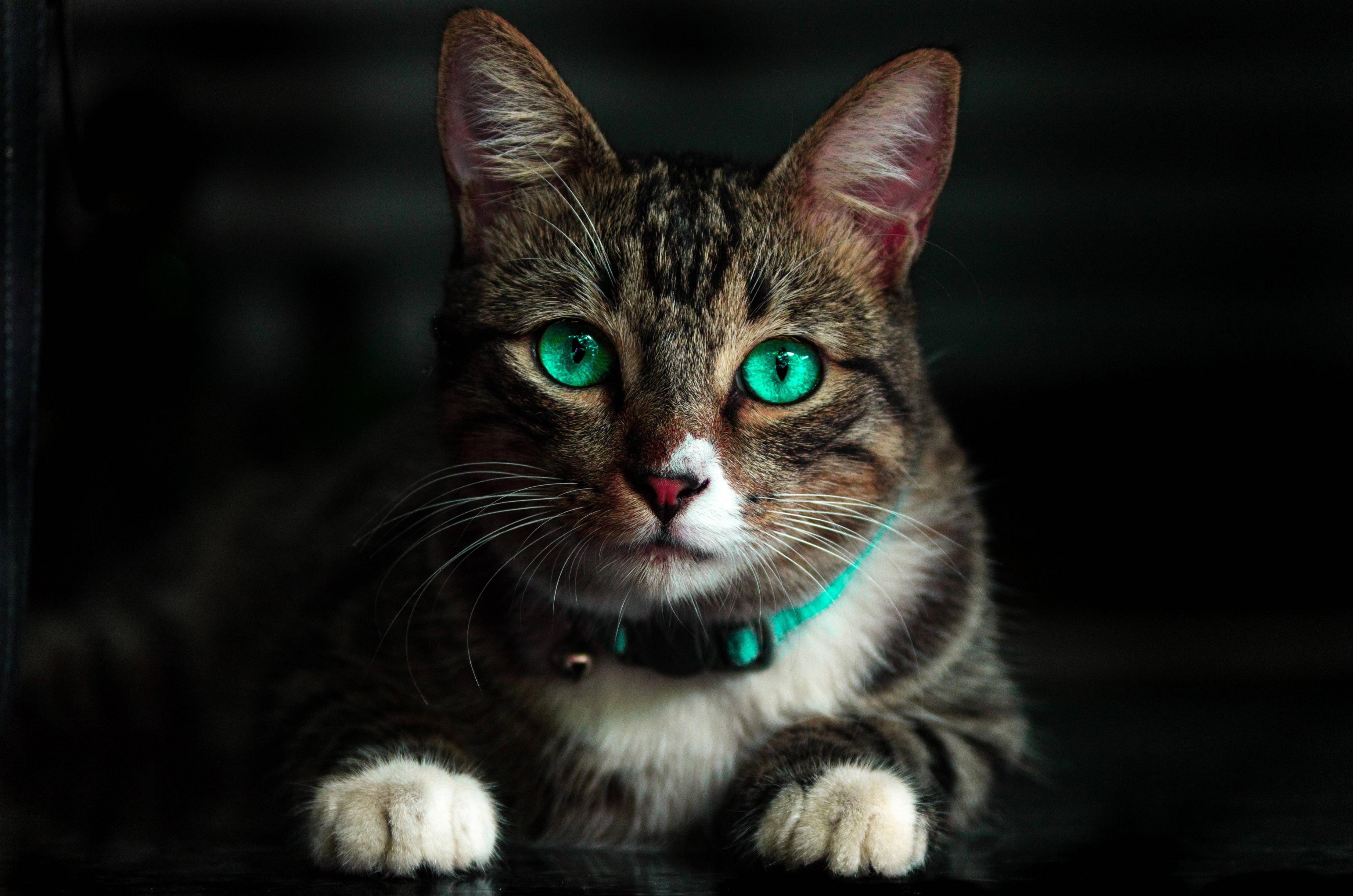 4435x2938 Cat Green Eyes 4k, HD Animals, 4k Wallpaper, Image, Background, Photo and Picture