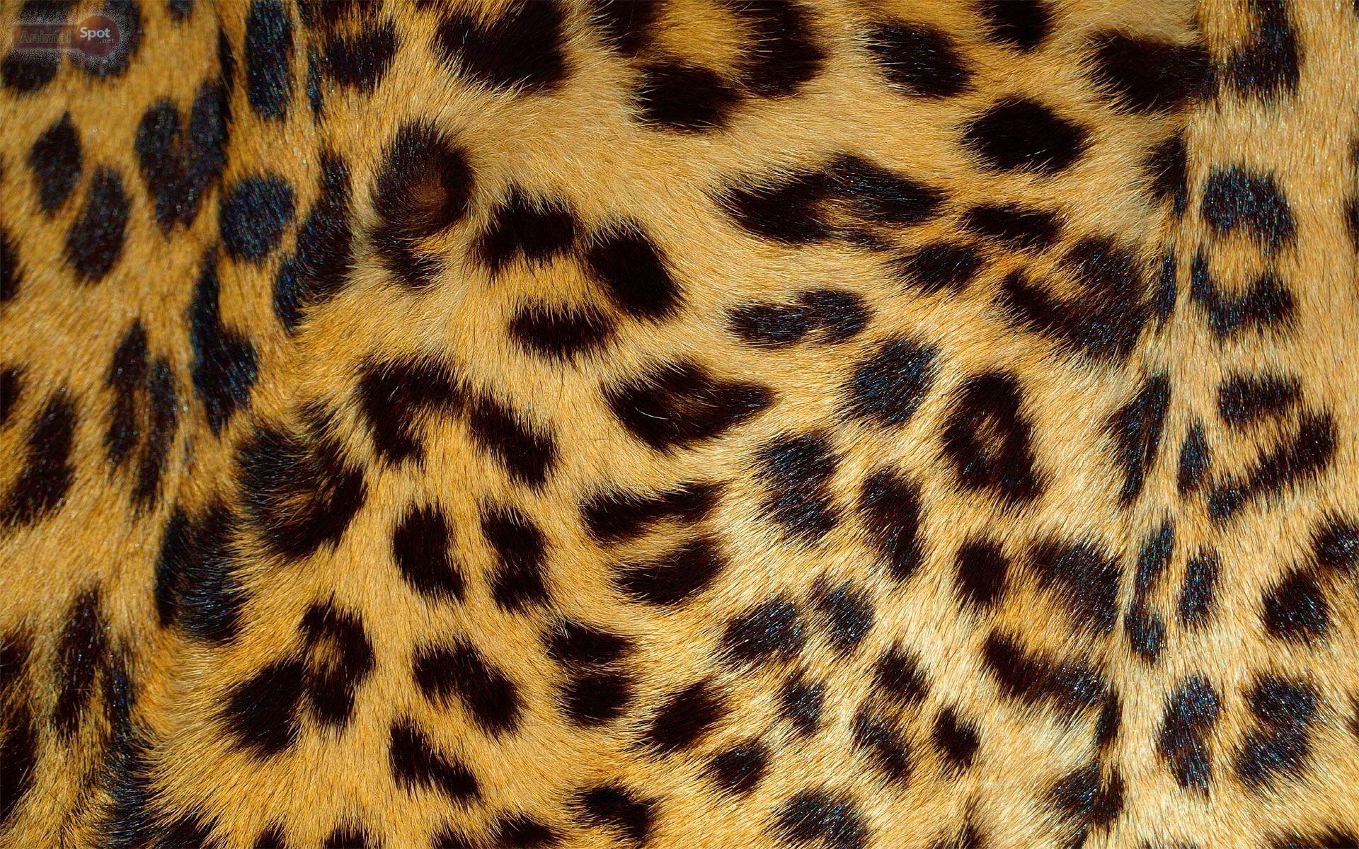 1920x1200 Leopard hình nền - Animal Spot
