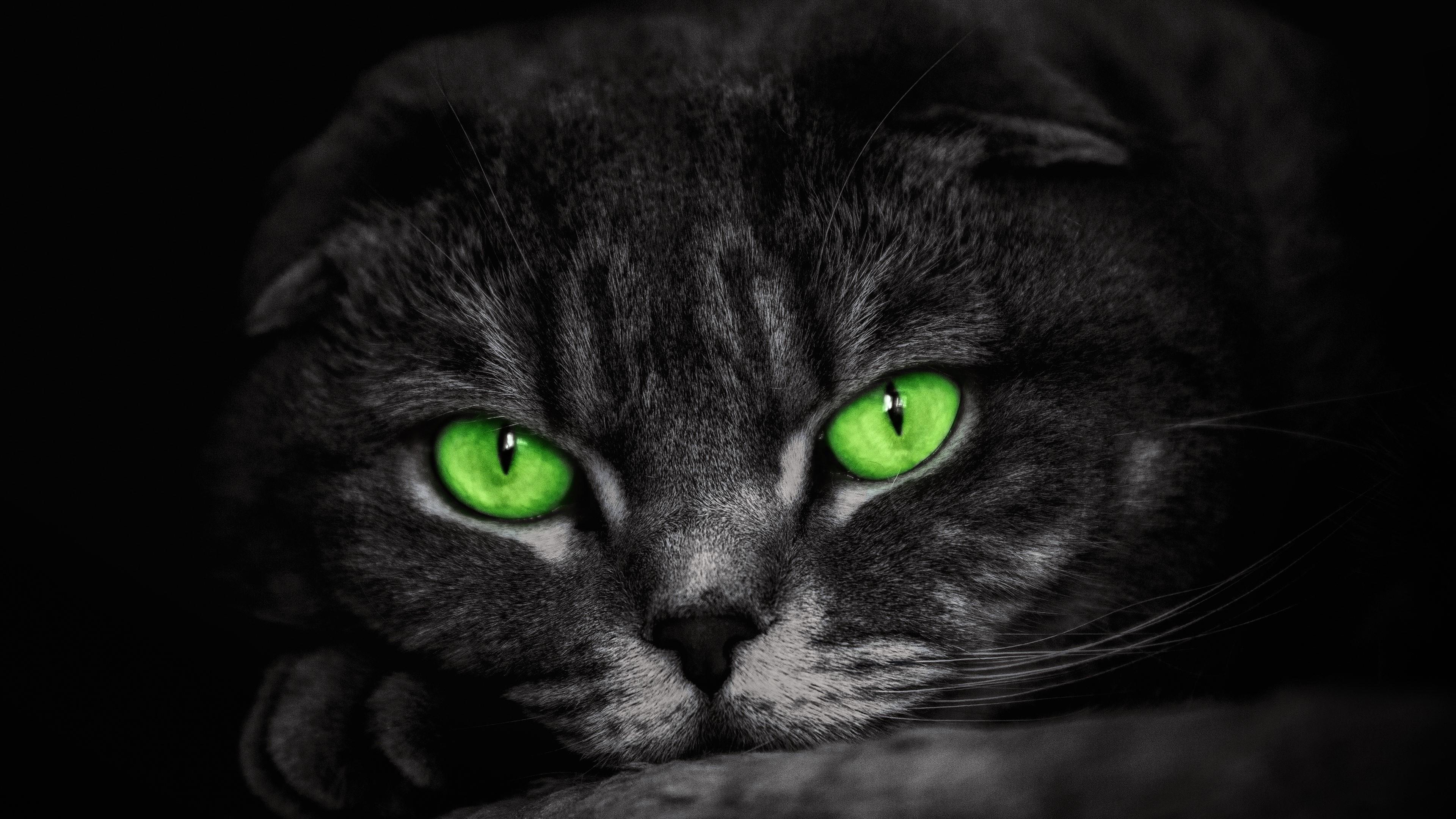 3840x2160 Green Eyed Cat