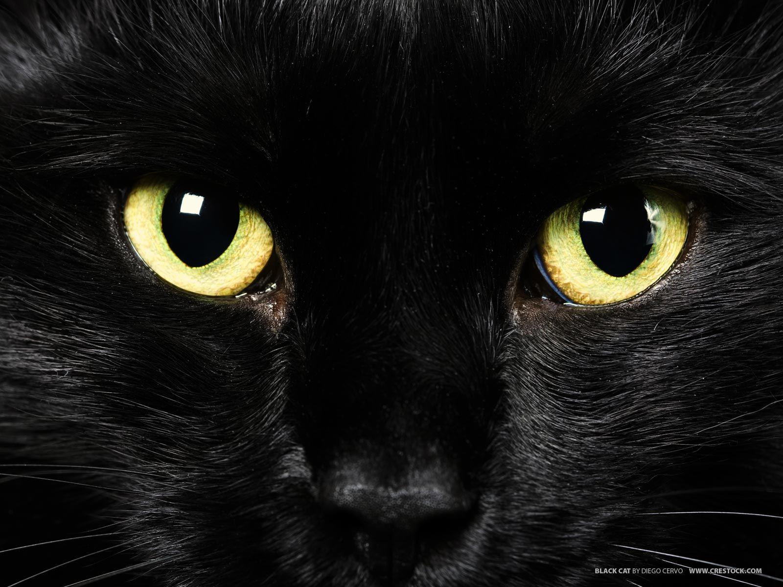 1600x1200 Black Cat with Green Eyes. Black Cat. Cat with blue eyes, Cat pics, Cat dark
