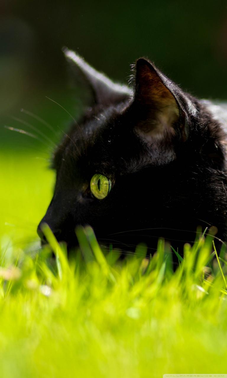768x1280 Cat With Green Eyes Ultra HD Desktop Background Wallpaper for 4K UHD TV : Widescreen & UltraWide Desktop & Laptop : Tablet