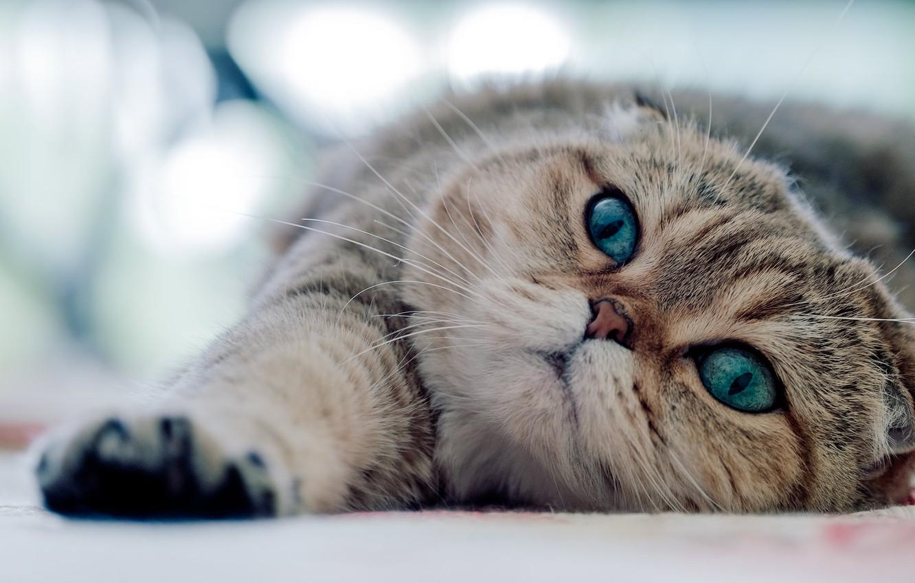 1332x850 Wallpaper cat, look, lies, green eyes image for desktop, section кошки