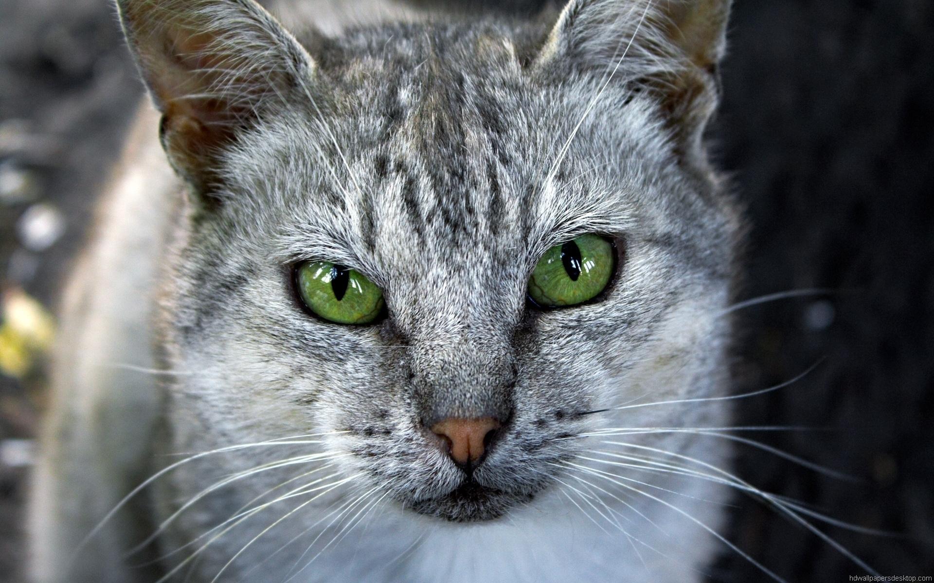 1920x1200 Grey Cat With Green Eyes HD wallpaper