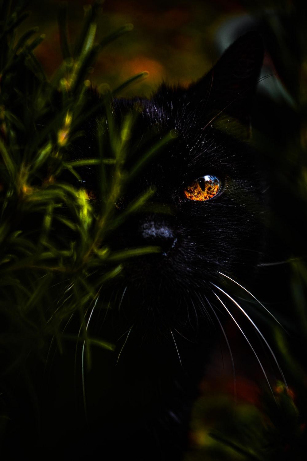 1000x1500 Cat Eye Picture [HQ]. Download Free Image