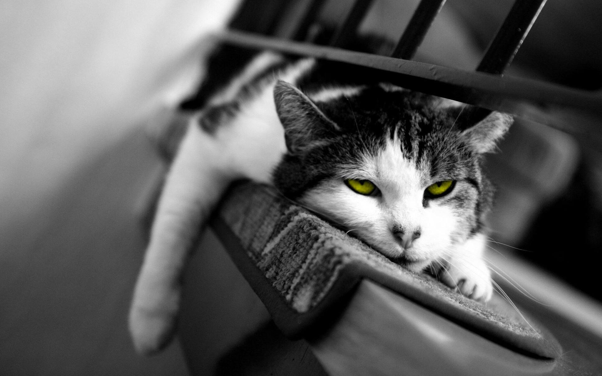 1920x1200 Black And White Cats With Green Eyes HD wallpaper