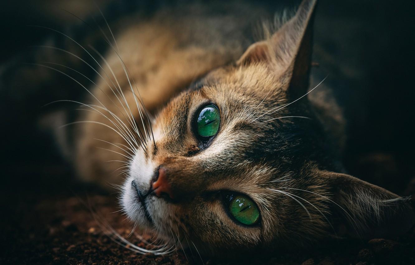 1332x850 Wallpaper cat, look, green eyes image for desktop, section кошки