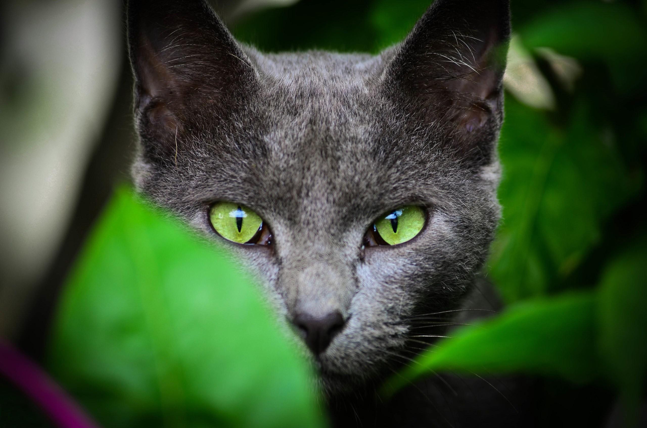 2560x1696 face, Leaves, Animals, Cat, Green Eyes Wallpaper HD / Desktop and Mobile Background