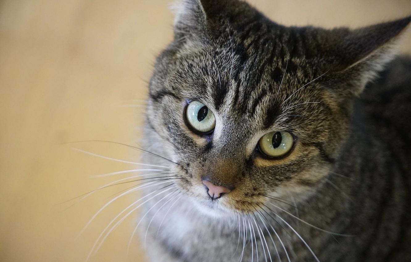 1332x850 Wallpaper cat, face, green eyes image for desktop, section кошки