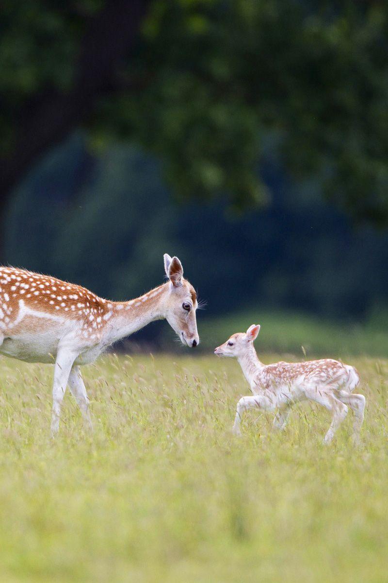 800x1200 Cute deer baby and mother in forest mobile wallpaper. Baby deer, iPad mini wallpaper, Mobile wallpaper