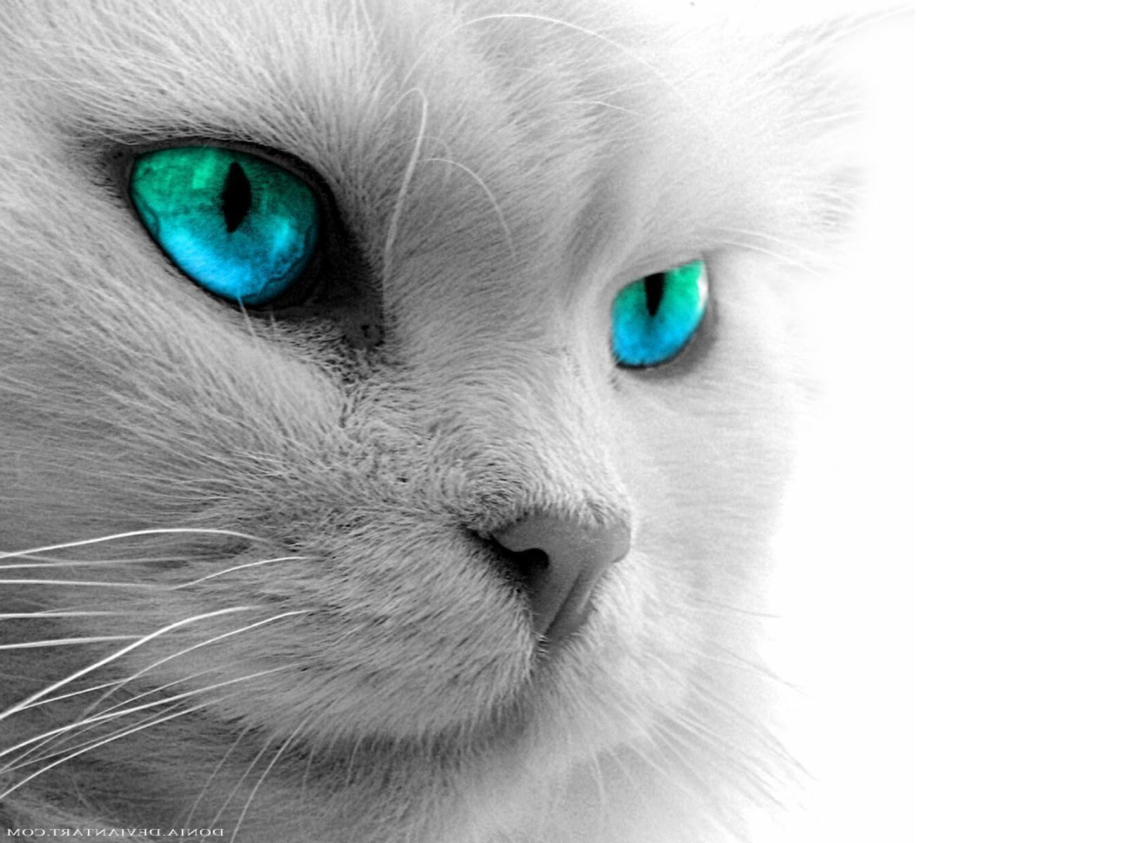 1600x1200 Cat Eyes Wallpaper