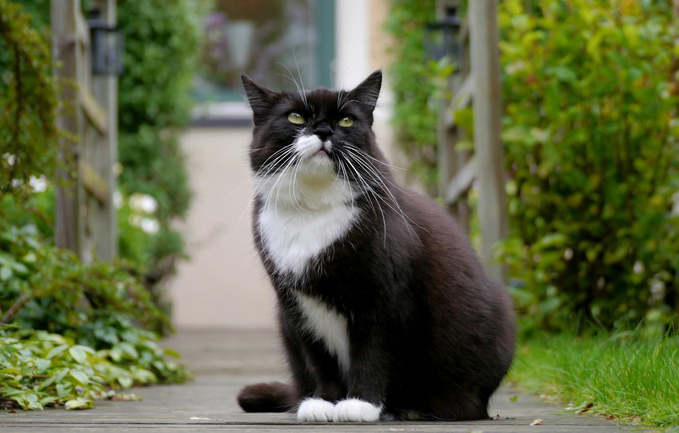 1332x850 Wallpaper look, black and white, Cat, color, green eyes image for desktop, section кошки