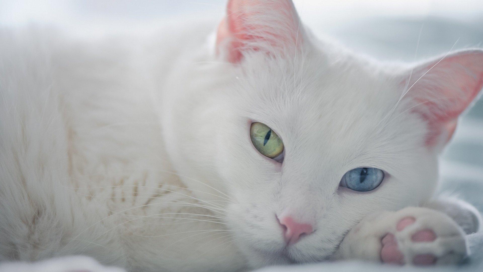 1920x1080 van, Cats, Cute, Blue, Green, Eyes, Animal Wallpaper HD / Desktop and Mobile Background