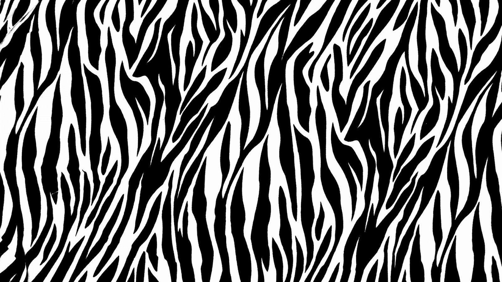 Hình nền 1600x900 Zebra Desktop Wallpaper.  Hình nền HD