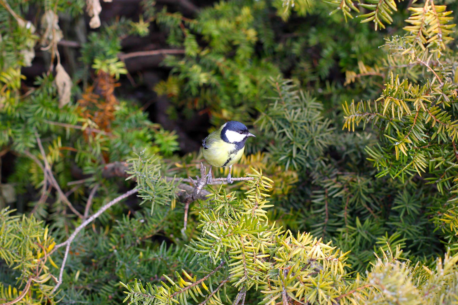 1920x1280 Bird tits blue bird on pine tree park № 51403
