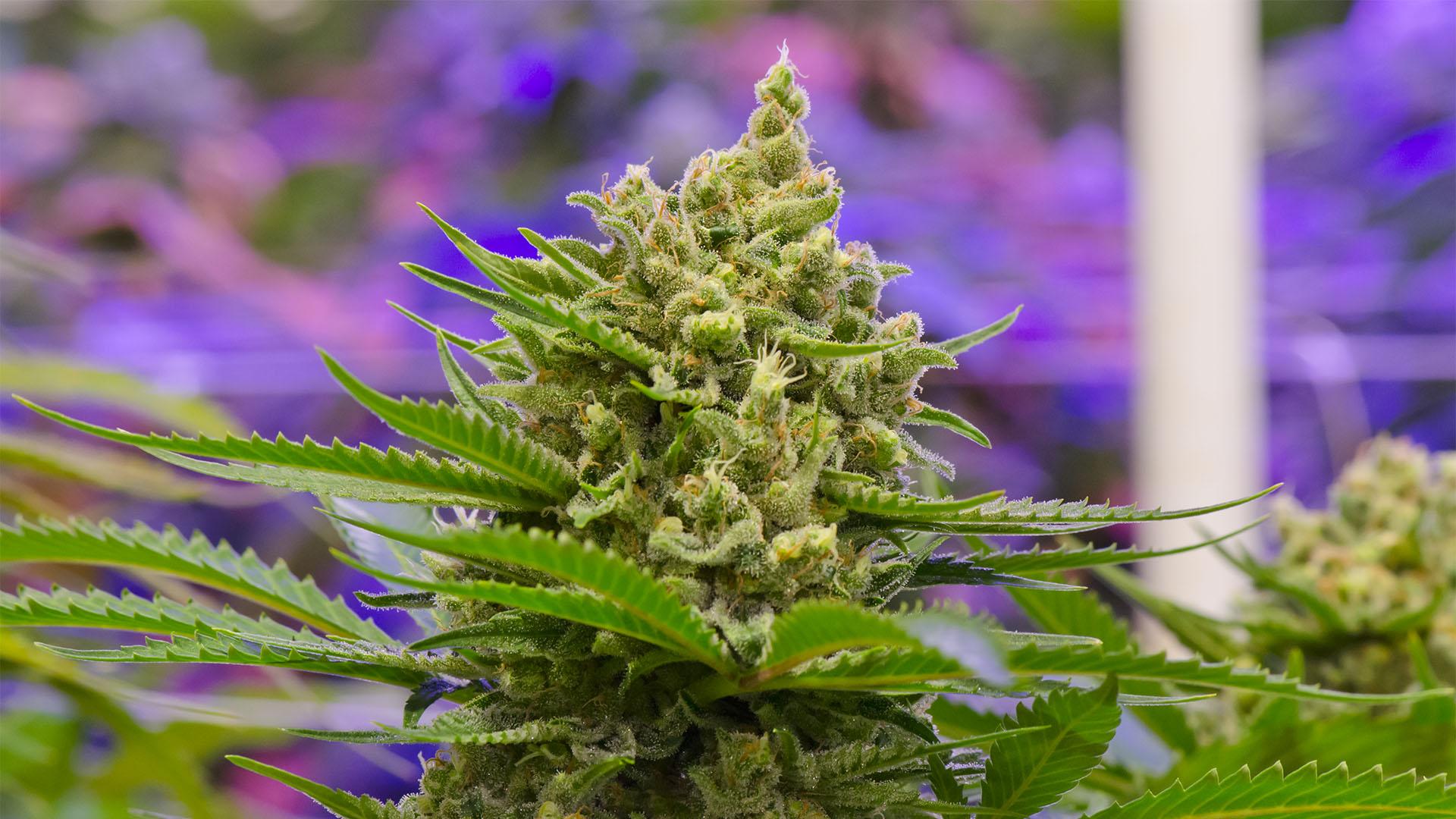1920x1080 Durban Poison