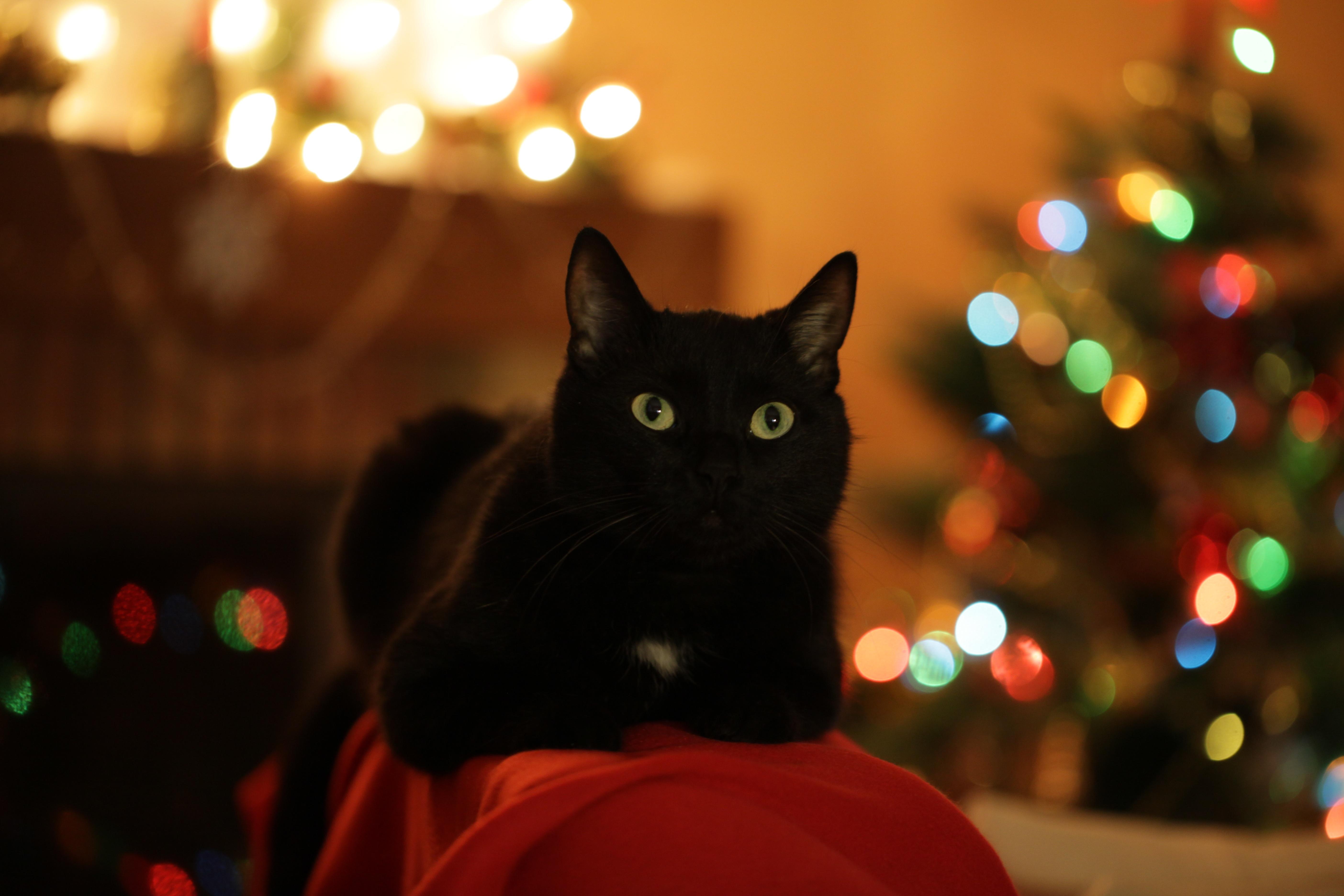 5616x3744 Cat 4k Ultra HD Wallpaper