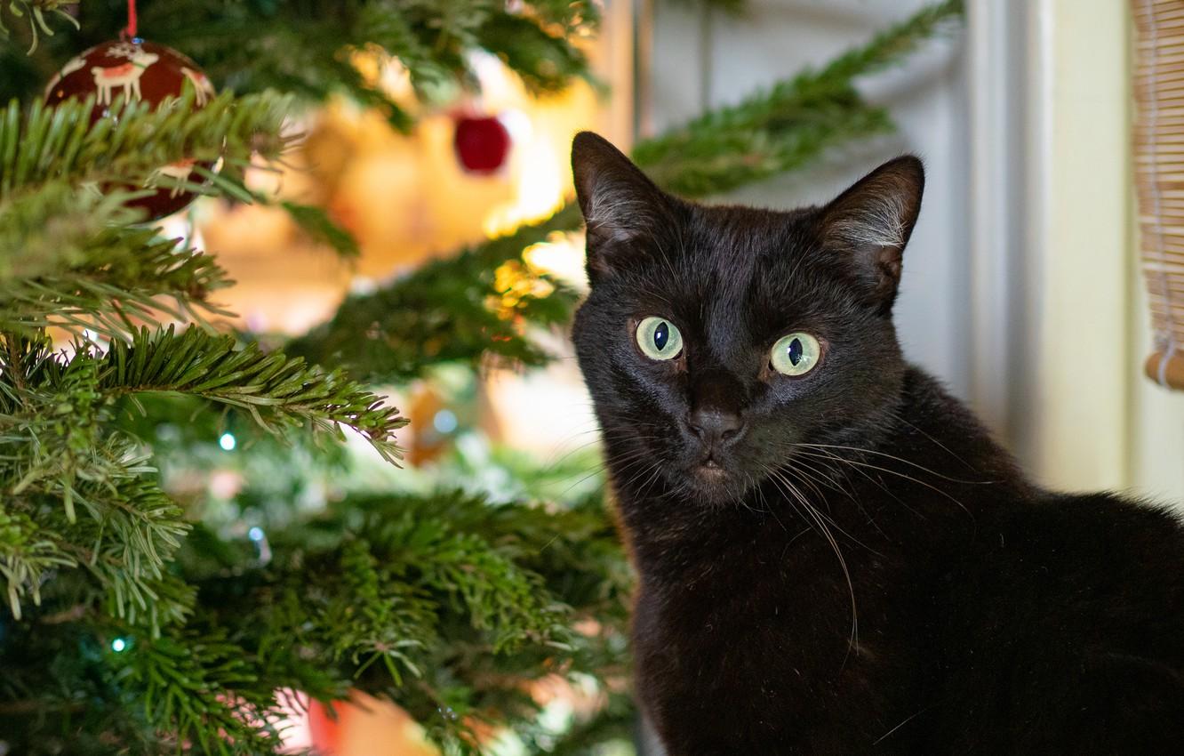 Black Cat Christmas Wallpapers - Top Free Black Cat Christmas ...